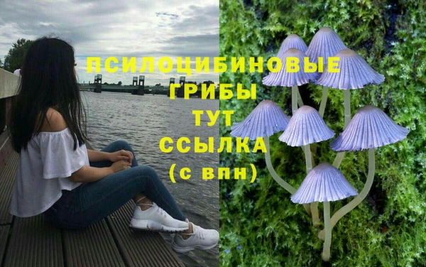 хмурый Аркадак